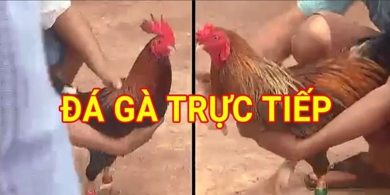 Hình thức đá gà trên mạng hôm nay trực tiếp